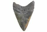 Fossil Megalodon Tooth - South Carolina #358992-1
